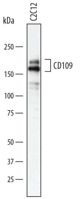 Western blot shows lysates of C2C12 mouse myoblast cell line. PVDF membrane was probed with 0.1 µg/mL of Sheep Anti-Mouse CD109 Antigen Affinity-purified Polyclonal Antibody (Catalog # AF7717) followed by HRP-conjugated Anti-Sheep IgG Secondary Antibody (Catalog # HAF016). Specific bands were detected for CD109 at approximately 170 and 180 kDa (as indicated). This experiment was conducted under reducing conditions and using Immunoblot Buffer Group 1.