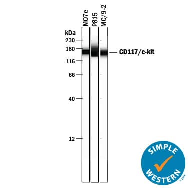 Simple Western lane view shows lysates of MO7e human megakaryocytic leukemic cell line, P815 mouse mastocytoma cell line and MC/9-2 mouse mast cell line, loaded at 0.2 mg/mL. A specific band was detected for CD117/c-kit at approximately 150-165 kDa (as indicated) using 5 µg/mL of Goat Anti-Human/Mouse CD117/c-kit Antigen Affinity-purified Polyclonal Antibody (Catalog # AF1356) followed by 1:50 dilution of HRP-conjugated Anti-Goat IgG Secondary Antibody (HAF109). This experiment was conducted under reducing conditions and using the 12-230 kDa separation system.