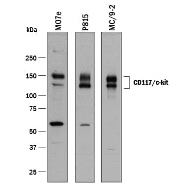 Western blot shows lysates of MO7e human megakaryocytic leukemic cell line, P815 mouse mastocytoma cell line, and MC/9-2 mouse mast cell line. PVDF membrane was probed with 0.1 µg/mL of Goat Anti-Human/Mouse CD117/c-kit Antigen Affinity-purified Polyclonal Antibody (Catalog # AF1356) followed by HRP-conjugated Anti-Goat IgG Secondary Antibody (HAF017). Specific bands were detected for CD117/c-kit at approximately 135, 150 kDa (as indicated). This experiment was conducted under reducing conditions and using Immunoblot Buffer Group 1.