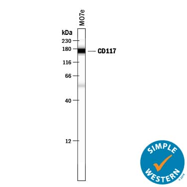 Simple Western lane view shows lysates of MO7e human megakaryocytic leukemic cell line, loaded at 0.2 mg/mL. A specific band was detected for CD117/c-kit at approximately 172 kDa (as indicated) using 5 µg/mL of Rabbit Anti-Human CD117/c-kit Antigen Affinity-purified Polyclonal Antibody (Catalog # AF3267) . This experiment was conducted under reducing conditions and using the 12-230 kDa separation system.