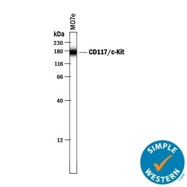Simple Western CD117/c-kit Antibody [Unconjugated]