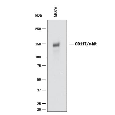 Western Blot CD117/c-kit Antibody [Unconjugated]
