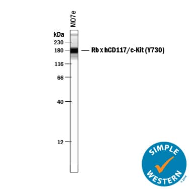 <b>Biological Strategies Validation. </b>Simple Western lane view shows lysates of MO7e human megakaryocytic leukemic cell line, loaded at 0.2 mg/mL. A specific band was detected for CD117/c-kit at approximately 177 kDa (as indicated) using 5 µg/mL of Rabbit Anti-Human Phospho-CD117/c-kit (Y730) Antigen Affinity-purified Polyclonal Antibody (Catalog # AF3527) . This experiment was conducted under reducing conditions and using the 12-230 kDa separation system. Non-specific interaction with the 230 kDa Simple Western standard may be seen with this antibody.
