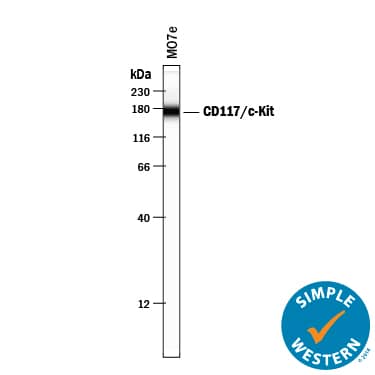 Simple Western lane view shows lysates of MO7e human megakaryocytic leukemic cell line, loaded at 0.2 mg/mL. A specific band was detected for CD117/c-kit at approximately 172 kDa (as indicated) using 10 µg/mL of Mouse Anti-Human CD117/c-kit Monoclonal Antibody (Catalog # MAB332) . This experiment was conducted under reducing conditions and using the 12-230 kDa separation system.