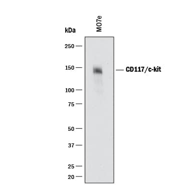 Western blot shows lysates of MO7e human megakaryocytic leukemic cell line. PVDF membrane was probed with 1.0 µg/mL of Mouse Anti-Human CD117/c-kit Monoclonal Antibody (Catalog # MAB332) followed by HRP-conjugated Anti-Mouse IgG Secondary Antibody (Catalog # HAF018). A specific band was detected for CD117/c-kit at approximately 150 kDa (as indicated). This experiment was conducted under reducing conditions and using Immunoblot Buffer Group 1.