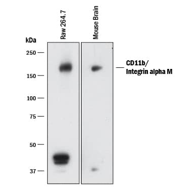 Western blot shows lysates of RAW 264.7 mouse monocyte/macrophage cell line. PVDF membrane was probed with 1 µg/mL of Mouse Anti-Mouse CD11b/Integrin alpha M Monoclonal Antibody (Catalog # MAB11241) followed by HRP-conjugated Anti-Rat IgG Secondary Antibody (Catalog # HAF005). A specific band was detected for CD11b/Integrin alpha M at approximately 160 kDa (as indicated). This experiment was conducted under reducing conditions and using Immunoblot Buffer Group 1.