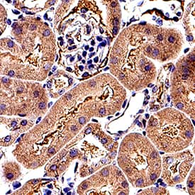 CD133 was detected in perfusion fixed frozen sections of mouse kidney using Rat Anti-Mouse CD133 Monoclonal Antibody (Catalog # MAB11332) at 15 µg/mL for 1 hour at room temperature followed by incubation with the Anti-Rat IgG VisUCyte™ HRP Polymer Antibody (Catalog # VC005). Before incubation with the primary antibody, tissue was subjected to heat-induced epitope retrieval using Antigen Retrieval Reagent-Basic (Catalog # CTS013). Tissue was stained using DAB (brown) and counterstained with hematoxylin (blue). Specific staining was localized to cell surface in epithelial cells in convoluted tubules. View our protocol for IHC Staining with VisUCyte HRP Polymer Detection Reagents.