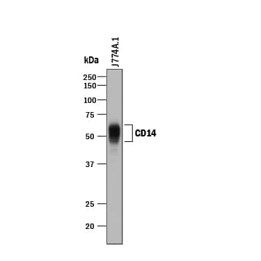 Western blot shows lysate of J774A.1 mouse reticulum cell sarcoma macrophage cell line. PVDF membrane was probed with 0.5 µg/mL of Goat Anti-Mouse CD14 Antigen Affinity-purified Polyclonal Antibody (Catalog # AF982) followed by HRP-conjugated Anti-Goat IgG Secondary Antibody (Catalog # HAF017). A specific band was detected for CD14 at approximately 50-55 kDa (as indicated). This experiment was conducted under reducing conditions and using Immunoblot Buffer Group 1.