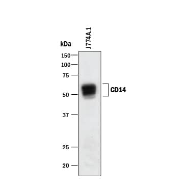 Western blot shows lysate of J774A.1 mouse reticulum cell sarcoma macrophage cell line. PVDF membrane was probed with 1 µg/mL of Rat Anti-Mouse CD14 Monoclonal Antibody (Catalog # MAB982) followed by HRP-conjugated Anti-Rat IgG Secondary Antibody (Catalog # HAF005). A specific band was detected for CD14 at approximately 50-55 kDa (as indicated). This experiment was conducted under reducing conditions and using Immunoblot Buffer Group 1.