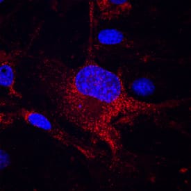 Immunocytochemistry CD151 Antibody (455807) [Unconjugated]