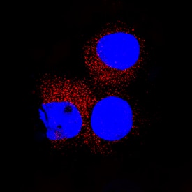 CD155/PVR was detected in immersion fixed U937 human histiocytic lymphoma cell line using Goat Anti-Human CD155/PVR Antigen Affinity-purified Polyclonal Antibody (Catalog # AF2530) at 15 µg/mL for 3 hours at room temperature. Cells were stained using the NorthernLights™ 557-conjugated Anti-Goat IgG Secondary Antibody (red; Catalog # NL001) and counterstained with DAPI (blue). Specific staining was localized to cytoplasm. View our protocol for Fluorescent ICC Staining of Non-adherent Cells.