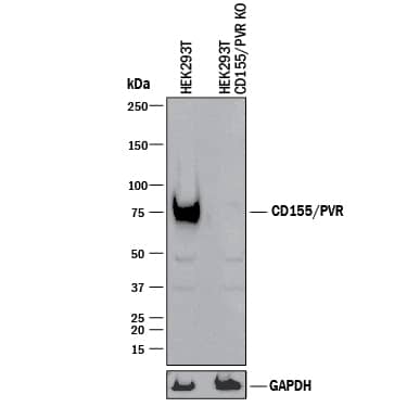 Western blot shows lysates of HEK293T human embryonic kidney parental cell line and CD155/PVR knockout HEK293T cell line (KO). PVDF membrane was probed with 0.25 µg/mL of Goat Anti-Human CD155/PVR Antigen Affinity-purified Polyclonal Antibody (Catalog # AF2530) followed by HRP-conjugated Anti-Goat IgG Secondary Antibody (Catalog # HAF017). A specific band was detected for CD155/PVR at approximately 75 kDa (as indicated) in the parental HEK293T cell line, but is not detectable in knockout HEK293T cell line. GAPDH (Catalog # AF5718) is shown as a loading control. This experiment was conducted under reducing conditions and using Immunoblot Buffer Group 1.