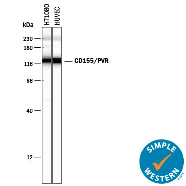 Simple Western lane view shows lysates of HT1080 human fibrosarcoma cell line and HUVEC human umbilical vein endothelial cells, loaded at 0.2 mg/mL. A specific band was detected for CD155/PVR at approximately 128 kDa (as indicated) using 2.5 µg/mL of Goat Anti-Human CD155/PVR Antigen Affinity-purified Polyclonal Antibody (Catalog # AF2530) followed by 1:50 dilution of HRP-conjugated Anti-Goat IgG Secondary Antibody (Catalog # HAF109). This experiment was conducted under reducing conditions and using the 12-230 kDa separation system.