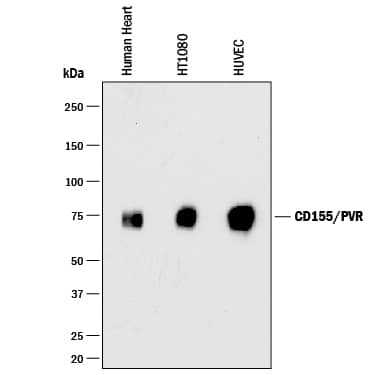 Western blot shows lysates of human heart tissue, HT1080 human fibrosarcoma cell line, and HUVEC human umbilical vein endothelial cells. PVDF membrane was probed with 0.25 µg/mL of Goat Anti-Human CD155/PVR Antigen Affinity-purified Polyclonal Antibody (Catalog # AF2530) followed by HRP-conjugated Anti-Goat IgG Secondary Antibody (Catalog # HAF017). A specific band was detected for CD155/PVR at approximately 75 kDa (as indicated). This experiment was conducted under reducing conditions and using Immunoblot Buffer Group 1.