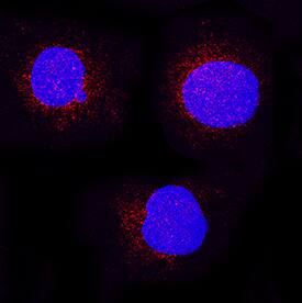CD155/PVR was detected in immersion fixed U937 human histiocytic lymphoma cell line using Goat Anti-Human CD155/PVR Biotinylated Antigen Affinity-purified Polyclonal Antibody (Catalog # BAF2530) at 15 µg/mL for 3 hours at room temperature. Cells were stained using the NorthernLights™ 557-conjugated Anti-Goat IgG Secondary Antibody (red; Catalog # NL001) and counterstained with DAPI (blue). Specific staining was localized to cytoplasm. View our protocol for Fluorescent ICC Staining of Non-adherent Cells.