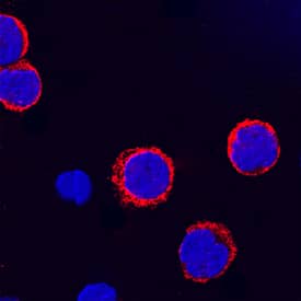 Immunocytochemistry CD155/PVR Antibody (300907) [Unconjugated]
