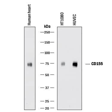 Western blot shows lysates of human heart tissue, HT1080 human fibrosarcoma cell line, and HUVEC human umbilical vein endothelial cells. PVDF membrane was probed with 1 µg/mL of Mouse Anti-Human CD155/PVR Monoclonal Antibody (Catalog # MAB2530) followed by HRP-conjugated Anti-Mouse IgG Secondary Antibody (Catalog # HAF018). A specific band was detected for CD155/PVR at approximately 75 kDa (as indicated). This experiment was conducted under reducing conditions and using Immunoblot Buffer Group 1.