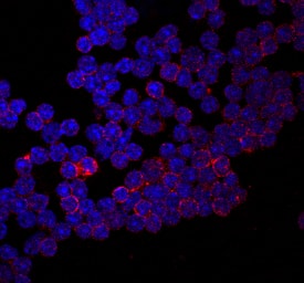 CD155/PVR was detected in immersion fixed adult mouse thymocytes using Rat Anti-Mouse CD155/PVR Monoclonal Antibody (Catalog # MAB6909) at 10 µg/mL for 3 hours at room temperature. Cells were stained using the NorthernLights™ 557-conjugated Anti-Rat IgG Secondary Antibody (red; Catalog # NL013) and counterstained with DAPI (blue). Specific staining was localized to cell surfaces. View our protocol for Fluorescent ICC Staining of Cells on Coverslips.