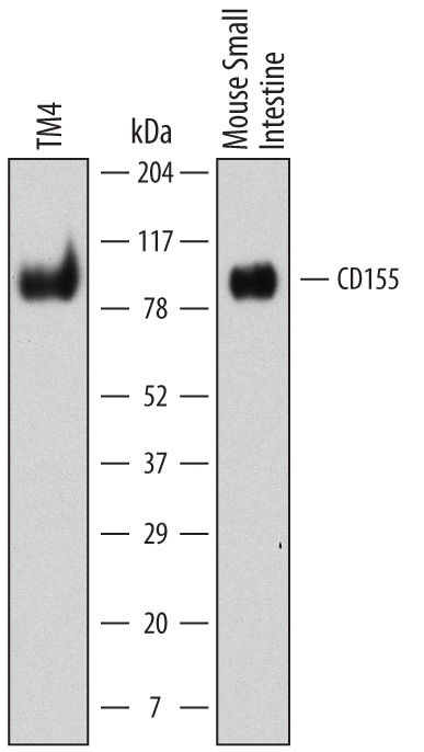 Western blot shows lysates of TM4 mouse sertoli cell line and mouse small intestine tissue. PVDF membrane was probed with 2 µg/mL of Rat Anti-Mouse CD155/PVR Monoclonal Antibody (Catalog # MAB6909) followed by HRP-conjugated Anti-Rat IgG Secondary Antibody (Catalog # HAF005). A specific band was detected for CD155/PVR at approximately 80 kDa (as indicated). This experiment was conducted under non-reducing conditions and using Immunoblot Buffer Group 1.