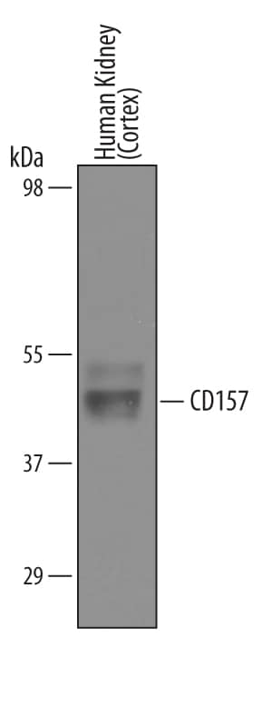 Western Blot Bone marrow stromal cell antigen 1/CD157 Antibody [Unconjugated]
