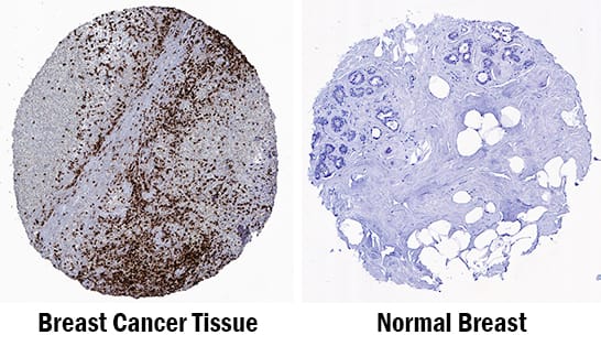 Immunohistochemistry CD15/Lewis X Antibody (ICRF29-2) [Unconjugated]