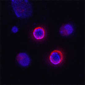 CD160 was detected in immersion fixed mouse CD8+ splenocytes using Sheep Anti-Mouse CD160 Antigen Affinity-purified Polyclonal Antibody (Catalog # AF3899) at 15 µg/mL for 3 hours at room temperature. Cells were stained using the NorthernLights™ 557-conjugated Anti-Sheep IgG Secondary Antibody (red; Catalog # NL010) and counterstained with DAPI (blue). Specific staining was localized to plasma membranes. View our protocol for Fluorescent ICC Staining of Non-adherent Cells.