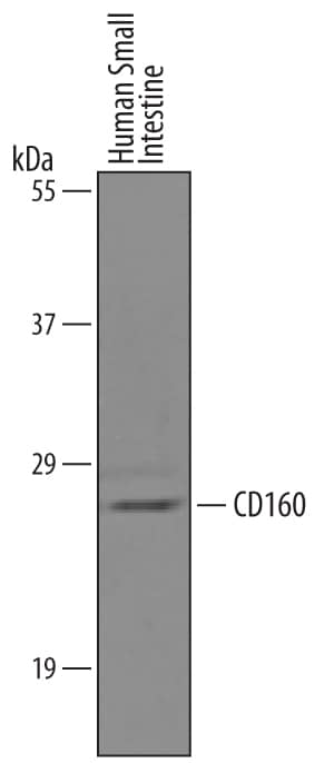 Western blot shows lysates of human small intestine tissue. PVDF Membrane was probed with 1 µg/mL of Human CD160 Antigen Affinity-purified Polyclonal Antibody (Catalog # AF6177) followed by HRP-conjugated Anti-Sheep IgG Secondary Antibody (Catalog # HAF016). A specific band was detected for CD160 at approximately 27 kDa (as indicated). This experiment was conducted under reducing conditions and using Immunoblot Buffer Group 8.