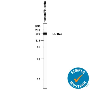 Simple Western lane view shows lysates of human placenta tissue, loaded at 0.2 mg/mL. A specific band was detected for CD163 at approximately 179 kDa (as indicated) using 10 µg/mL of Goat Anti-Human CD163 Antigen Affinity-purified Polyclonal Antibody (Catalog # AF1607) followed by 1:50 dilution of HRP-conjugated Anti-Goat IgG Secondary Antibody (HAF109). This experiment was conducted under reducing conditions and using the 12‑230 kDa separation system.