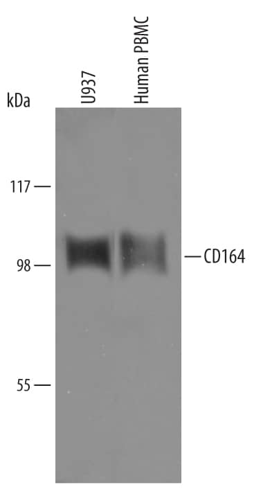 Western Blot CD164 Antibody [Unconjugated]