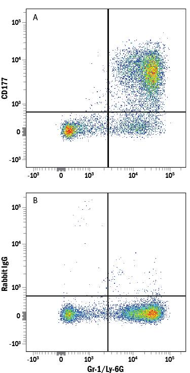 Mouse bone marrow cells were stained with Rat Anti-Mouse Gr-1/Ly-6G Fluorescein-conjugated Monoclonal Antibody (Catalog # FAB1037F) and either (A) Rabbit Anti-Mouse CD177 Alexa Fluor® 647-conjugated Monoclonal Antibody (Catalog # FAB8186R) or (B) Normal Rabbit IgG Alexa Fluor 647 Control. View our protocol for Staining Membrane-associated Proteins.