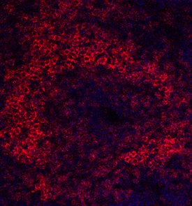 CD19 was detected in perfusion fixed frozen sections of rat spleen using Mouse Anti-Rat CD19 Monoclonal Antibody (Catalog # MAB7489) at 25 µg/mL overnight at 4 °C. Tissue was stained using the NorthernLights™ 557-conjugated Anti-Mouse IgG Secondary Antibody (red; Catalog # NL007) and counterstained with DAPI (blue). Specific staining was localized to B-cells inside the germinal layers. View our protocol for Fluorescent IHC Staining of Frozen Tissue Sections.