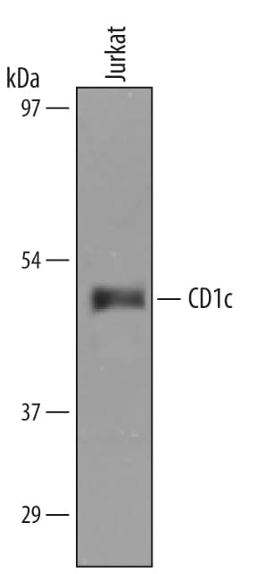 Western Blot CD1c/BDCA-1 Antibody [Unconjugated]