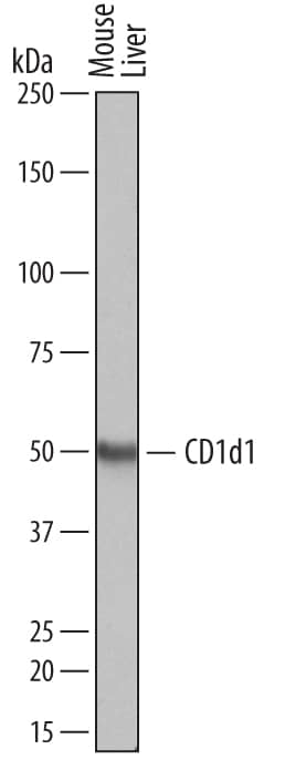 Western blot shows lysates of mouse liver tissue. PVDF membrane was probed with 0.5 µg/mL of Sheep Anti-Mouse CD1d1 Antigen Affinity-purified Polyclonal Antibody (Catalog # AF4884) followed by HRP-conjugated Anti-Sheep IgG Secondary Antibody (Catalog # HAF016). A specific band was detected for CD1d1 at approximately 50 kDa (as indicated). This experiment was conducted under reducing conditions and using Immunoblot Buffer Group 1.