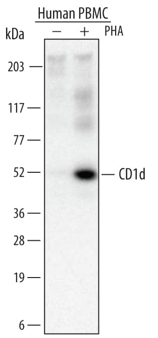 Western Blot CD1d Antibody (703335)