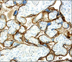 Immunohistochemistry CD200/OX2 Antibody [Unconjugated]