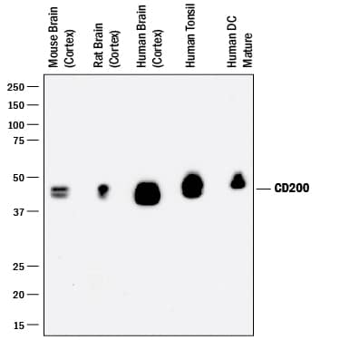 Western Blot CD200/OX2 Antibody [Unconjugated]
