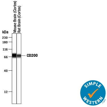 Simple Western lane view shows lysates of mouse brain (cortex) tissue and rat brain (cortex) tissue, loaded at 0.2 mg/mL. A specific band was detected for CD200 at approximately 73-76 kDa (as indicated) using 2.5 µg/mL of Goat Anti-Mouse/Rat CD200 Antigen Affinity-purified Polyclonal Antibody (Catalog # AF3355) followed by 1:50 dilution of HRP-conjugated Anti-Goat IgG Secondary Antibody (Catalog # HAF109). This experiment was conducted under reducing conditions and using the 12-230 kDa separation system.
