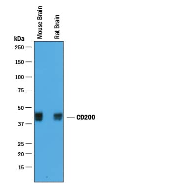 Western blot shows lysates of mouse brain tissue and rat brain tissue. PVDF membrane was probed with 0.25 µg/mL of Goat Anti-Mouse/Rat CD200 Antigen Affinity-purified Polyclonal Antibody (Catalog # AF3355) followed by HRP-conjugated Anti-Goat IgG Secondary Antibody (Catalog # HAF019). A specific band was detected for CD200 at approximately 38-45 kDa (as indicated). This experiment was conducted under reducing conditions and using Immunoblot Buffer Group 1.