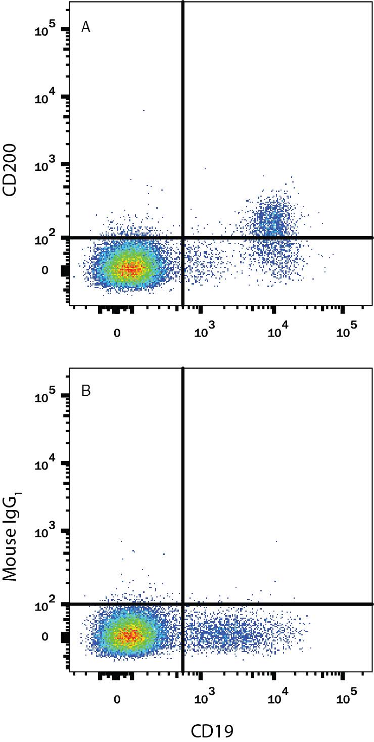 Human peripheral blood lymphocytes were stained with Mouse Anti-Human CD19 PE-conjugated Monoclonal Antibody (Catalog # FAB4867P) and either (A) Mouse Anti-Human CD200 Alexa Fluor® 700-conjugated Monoclonal Antibody (Catalog # FAB27241N) or (B) Mouse IgG1Alexa Fluor 700 Isotype Control (Catalog # IC002N). View our protocol for Staining Membrane-associated Proteins.