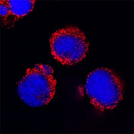 Immunocytochemistry CD200R1 Antibody [Unconjugated]