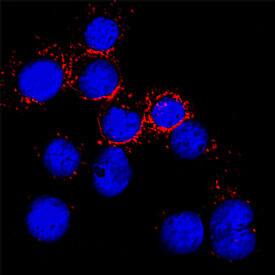 CD20 was detected in unfixed live Daudi human Burkitt's lymphoma cell line using Human Anti-Human CD20 (Research Grade Rituximab Biosimilar) Biotinylated Monoclonal Antibody (Catalog # FAB9575B) at 8 µg/mL for 3 hours at room temperature. Cells were stained using the NorthernLights™ 557-conjugated Streptavidin (red; Catalog # NL999) and counterstained with DAPI (blue). Specific staining was localized to plasma membrane. View our protocol for Fluorescent ICC Staining of Cells on Coverslips.