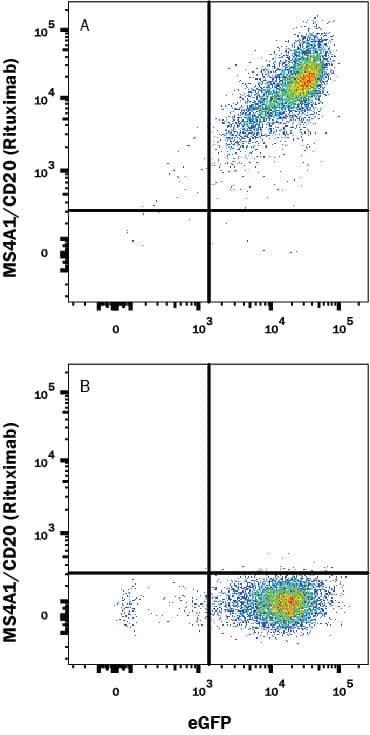 HEK293 Human cell line transfected with (A) Human MS4A1/CD20 or (B) Human CTLA-4 (irrelevant) transfectants and eGFP was stained with Human Anti-Human MS4A1/CD20 (Rituximab Biosimilar) Alexa Fluor® 647‑conjugated Monoclonal Antibody (Catalog # FAB9575R).View our protocol for Staining Membrane-associated Proteins.