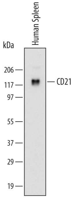 Western Blot CD21 Antibody (544408) [Unconjugated]