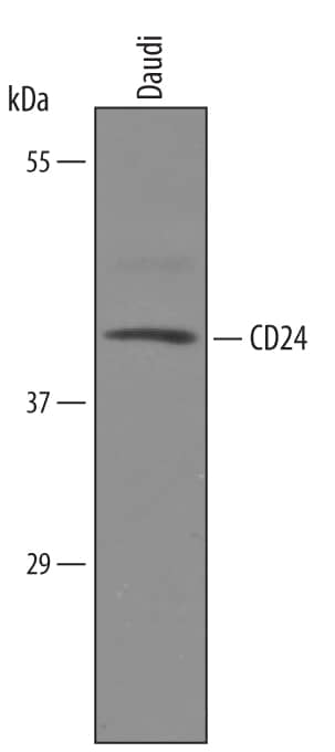 Western Blot CD24 Antibody [Unconjugated]