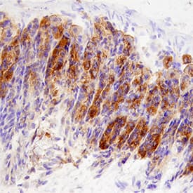 CD24 was detected in immersion fixed paraffin-embedded sections of mouse stomach using Rat Anti-Mouse CD24 Monoclonal Antibody (Catalog # MAB8547) at 25 µg/mL overnight at 4 °C. Tissue was stained using the Anti-Rat HRP-DAB Cell & Tissue Staining Kit (brown; Catalog # CTS017) and counterstained with hematoxylin (blue). Specific staining was localized to parietal cells in gastric glands. View our protocol for Chromogenic IHC Staining of Paraffin-embedded Tissue Sections.
