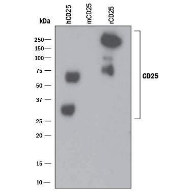 Western blot shows 25 ng of Recombinant Human CD25/IL-2 R alpha (Catalog # 223-2A), Recombinant Mouse CD25/IL-2 R alpha (Catalog # 2438-RM) and Recombinant Rat CD25/IL-2 R alpha Fc Chimera (Catalog # 5156-RM). PVDF Membrane was probed with 1 µg/mL of Mouse Anti-Human CD25/IL-2 R alpha Monoclonal Antibody (Catalog # MAB623) followed by HRP-conjugated Anti-Mouse IgG Secondary Antibody (Catalog # HAF018). Specific bands were detected for CD25/IL-2 R alpha at approximately 30-250 kDa (as indicated). This experiment was conducted under non-reducing conditions and using Immunoblot Buffer Group 3.