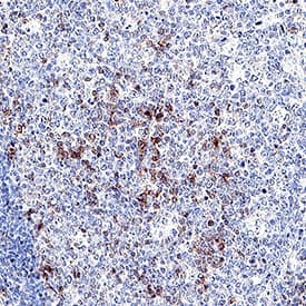 Immunohistochemistry CD27/TNFRSF7 Antibody [Unconjugated]