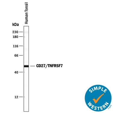 Simple Western CD27/TNFRSF7 Antibody [Unconjugated]