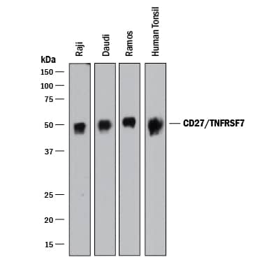 Western Blot CD27/TNFRSF7 Antibody [Unconjugated]