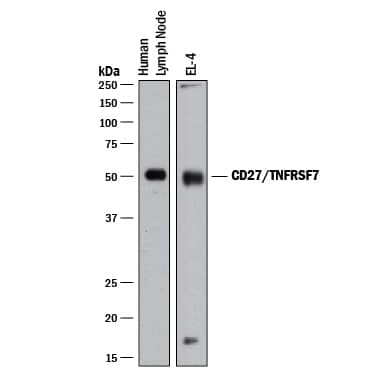 Western blot shows lysates of human lymph node tissue and EL-4 mouse lymphoblast cell line. PVDF membrane was probed with 2 µg/mL of Goat Anti-Human/Mouse CD27/TNFRSF7 Antigen Affinity-purified Polyclonal Antibody (Catalog # AF574) followed by HRP-conjugated Anti-Goat IgG Secondary Antibody (Catalog # HAF017). A specific band was detected for CD27/TNFRSF7 at approximately 50 kDa (as indicated). This experiment was conducted under reducing conditions and using Immunoblot Buffer Group 1.